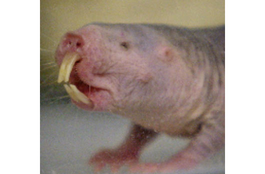 Mole Rat