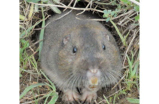 Pocket Gopher