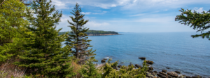 Tree outlining the ocean in Acadia, Maine.